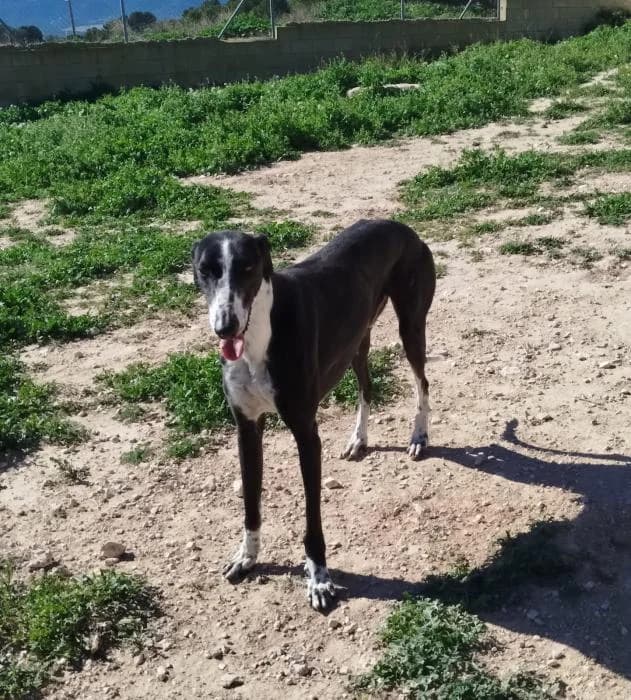 Rambo, male 5yo Galgo Español for adoption at Protectora de Ibi, Ibi (Alicante)