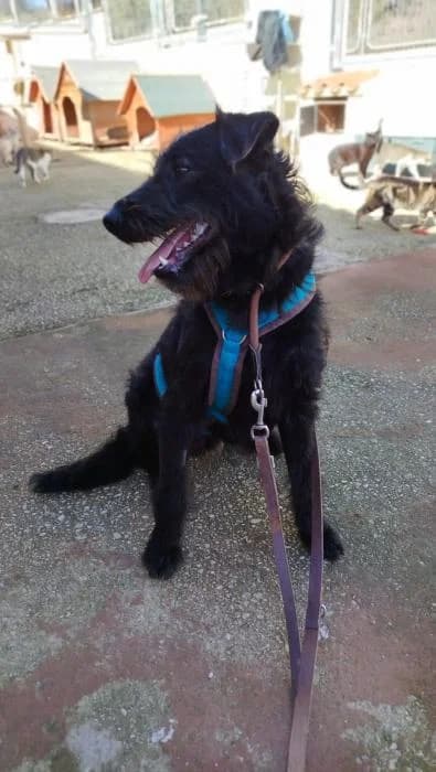 Pascual, male puppy mixed breed for adoption at Protectora de Ibi, Ibi (Alicante)