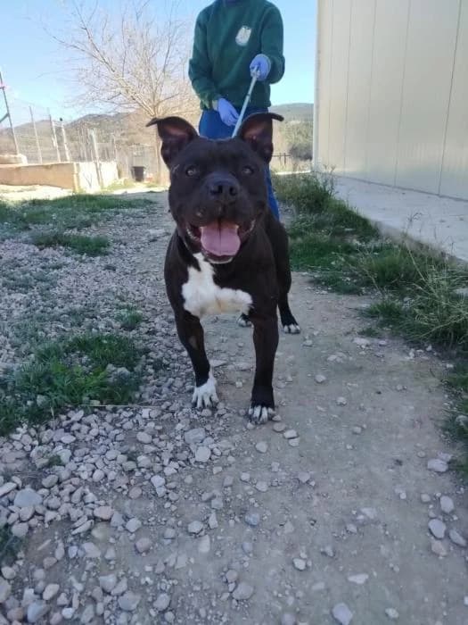 Zeus, male 4yo American Staffordshire Terrier for adoption at Protectora de Ibi, Ibi (Alicante)