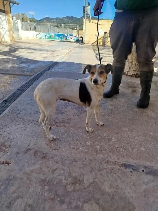 Mami, female mixed breed for adoption at Protectora de Ibi