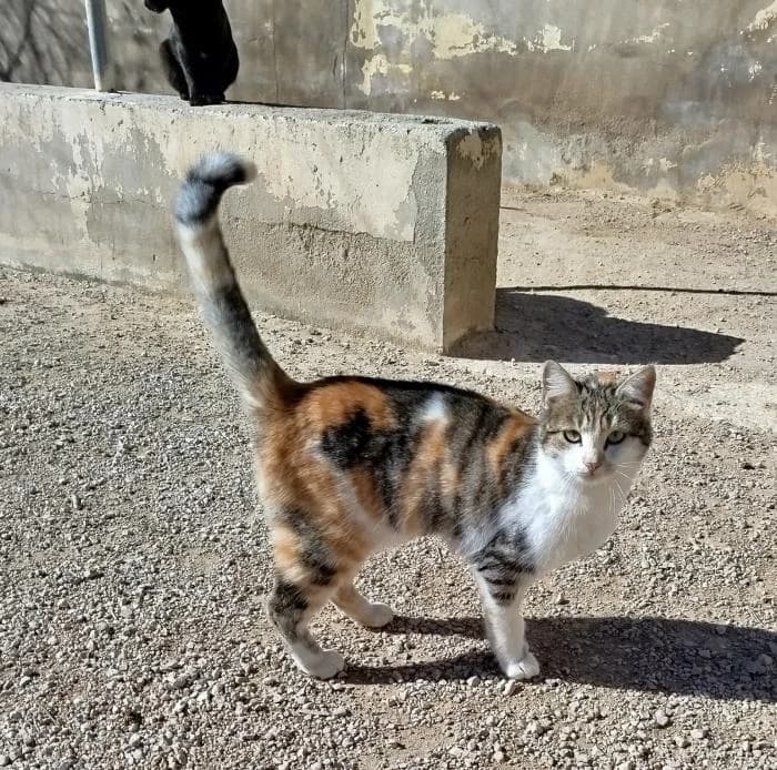 Piluca, female European Shorthair for adoption at Protectora de Ibi