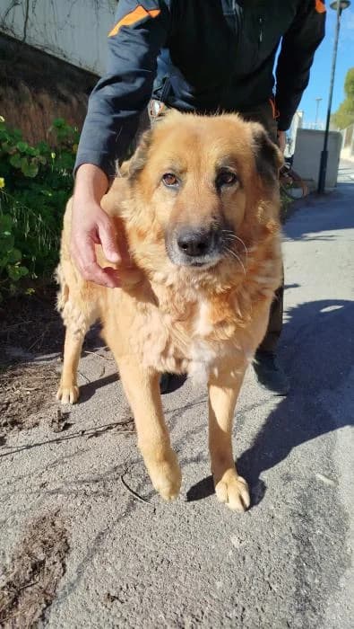 TOBY, male senior Mixed Breed for adoption at Protectora de Ibi, Ibi (Alicante)