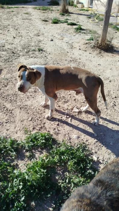Hulk, male senior Pit Bull Terrier for adoption at Protectora de Ibi, Ibi (Alicante)