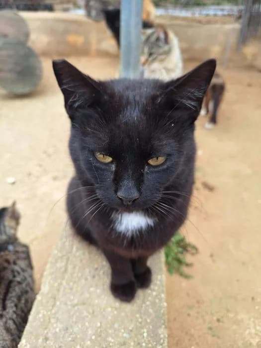 BRUJO, male young European Shorthair for adoption at Protectora de Ibi, Ibi (Alicante)