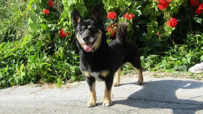 Terla, female 5yo Mixed Breed for adoption at Protectora de Ibi, Ibi (Alicante)