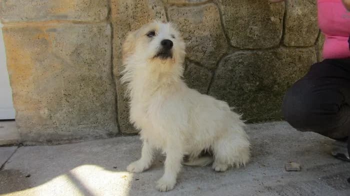 LEVI, male young Mixed Breed for adoption at Protectora de Ibi, Ibi (Alicante)