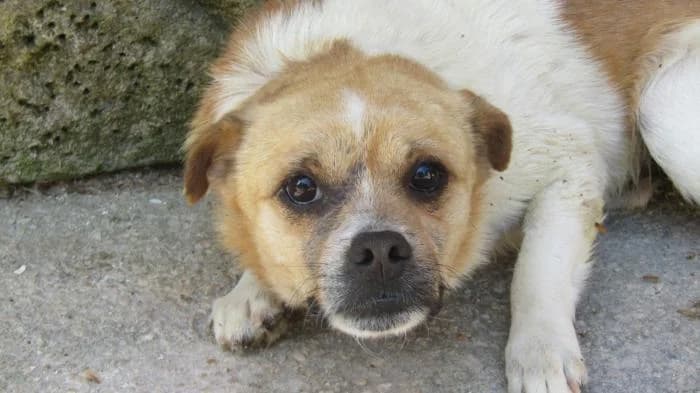 Caleb, male senior Mixed Breed for adoption at Protectora de Ibi, Ibi (Alicante)