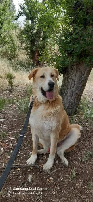 BONNIE, male 4yo Spanish Mastiff for adoption at Protectora de Ibi, Ibi (Alicante)