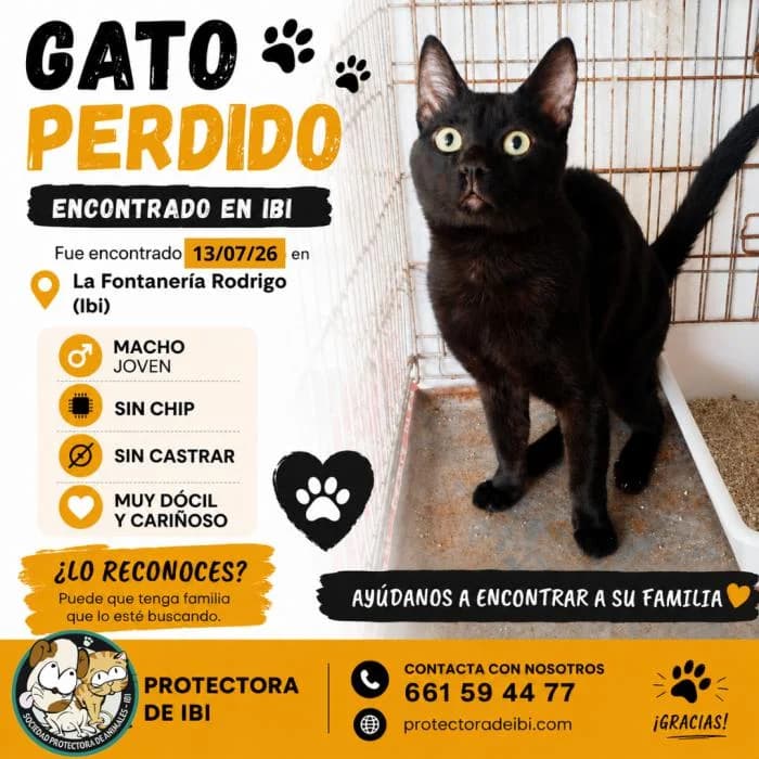 BLACK, male puppy European Shorthair for adoption at Protectora de Ibi, Ibi (Alicante)