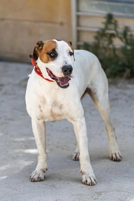 Macareno, male 4yo Mixed Breed for adoption at Protectora de Ibi, Ibi (Alicante)