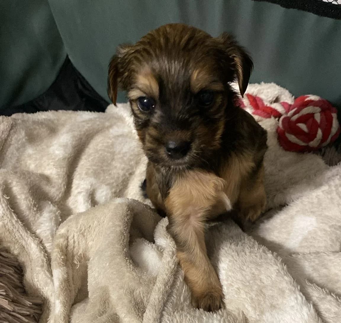 Fuego, male Mixed Breed for adoption at Protectora Malaga, Málaga