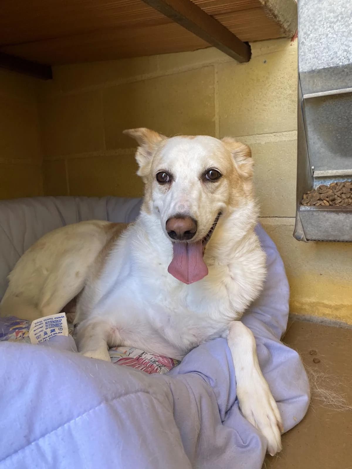 Nate, male Mixed Breed for adoption at Protectora Malaga, Málaga