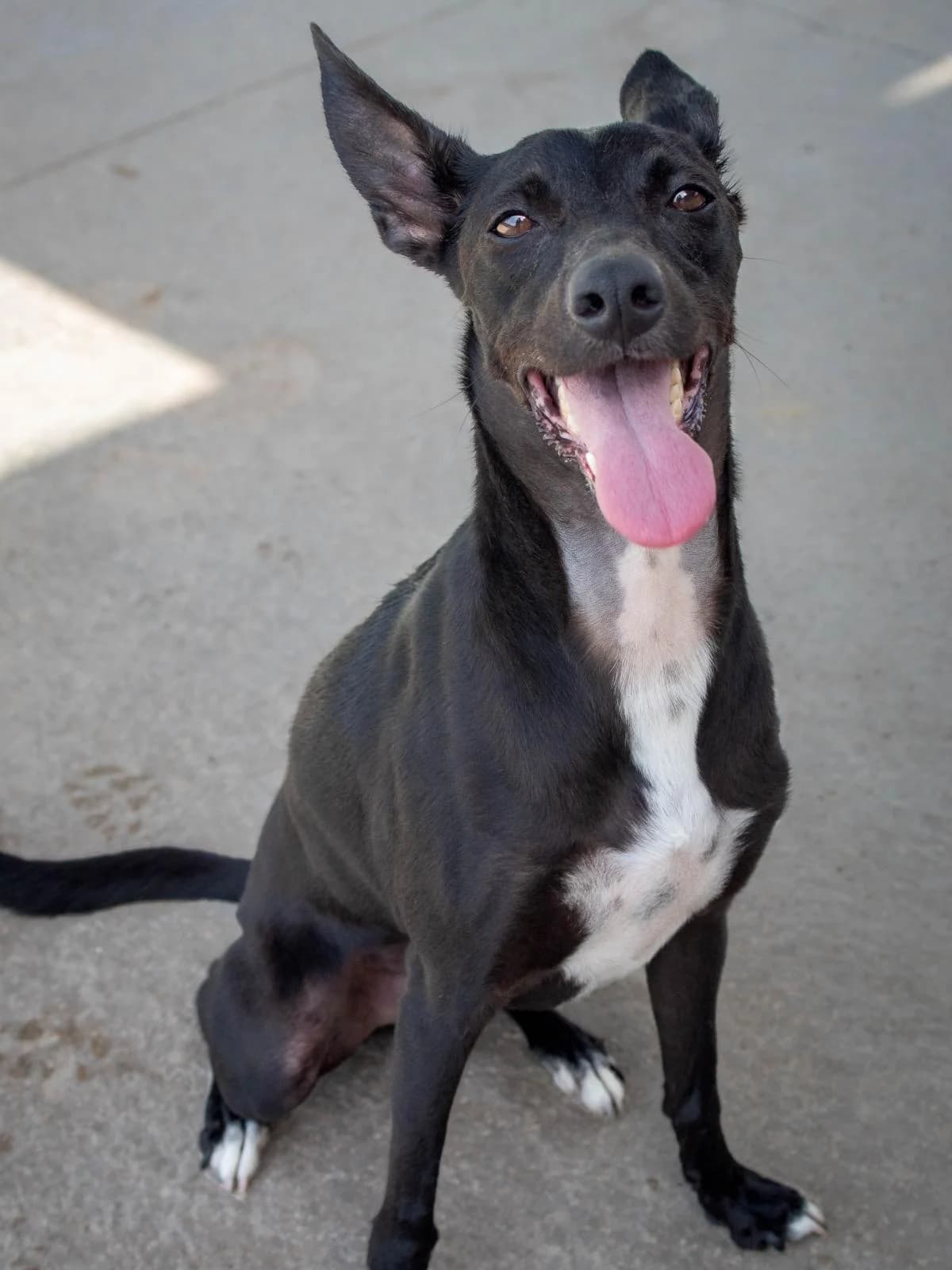 GAIKO, male Podenco for adoption at Protectora Malaga, Málaga