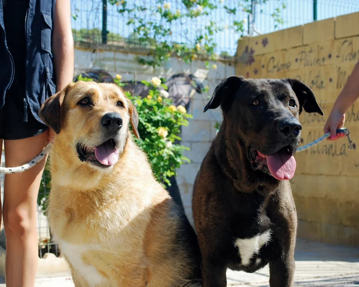DINGO Y DRACO, male mixed breed for adoption at Protectora Malaga, Málaga