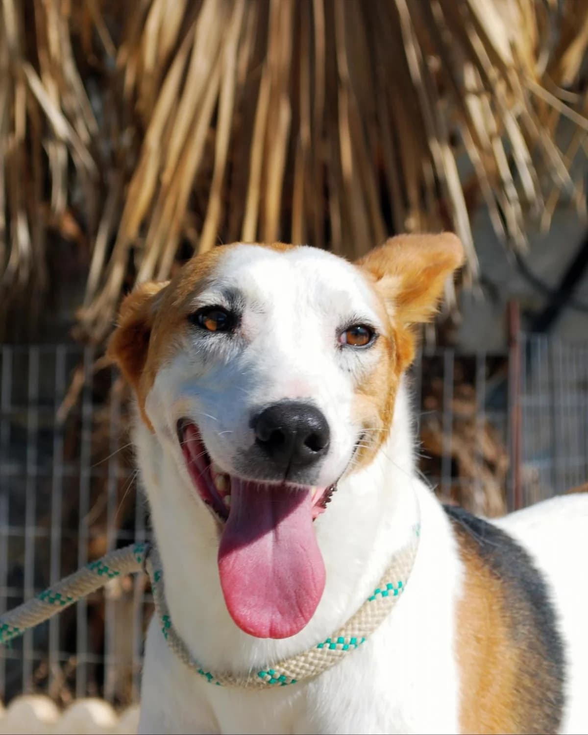 PETUNIA, female Podenco for adoption at Protectora Malaga, Málaga