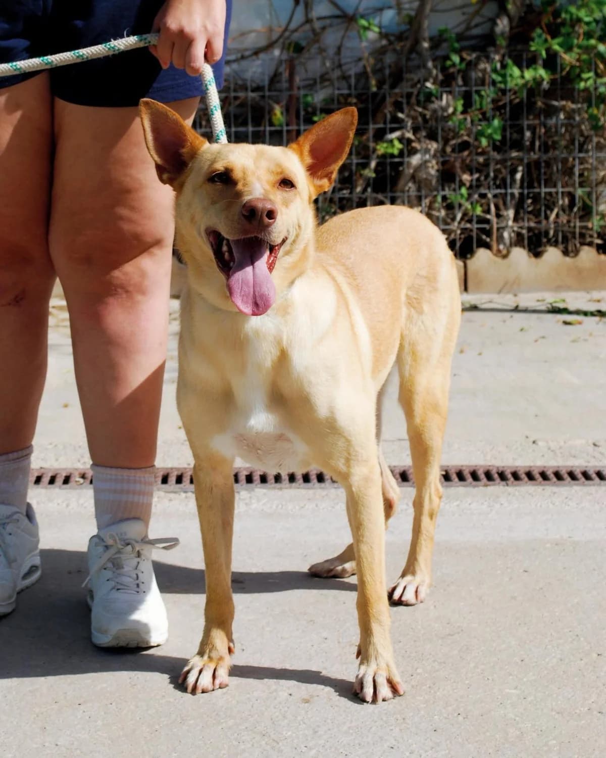 RUBIO, male Podenco for adoption at Protectora Malaga, Málaga