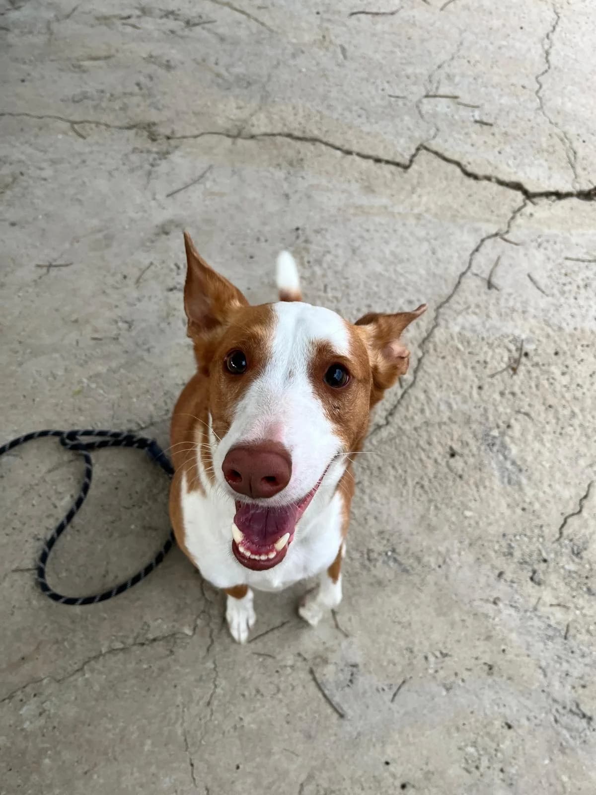 Marshall, male puppy Podenco for adoption at Protectora Malaga, Málaga