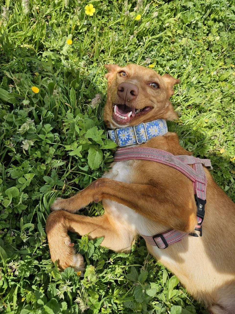FRODO, male Podenco for adoption at Protectora Malaga, Málaga
