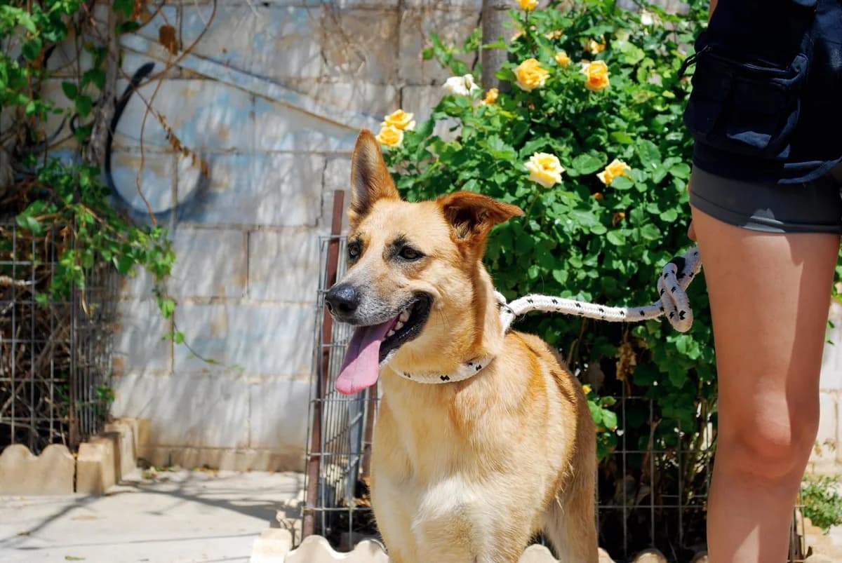 FOFITO, male Podenco for adoption at Protectora Malaga, Málaga