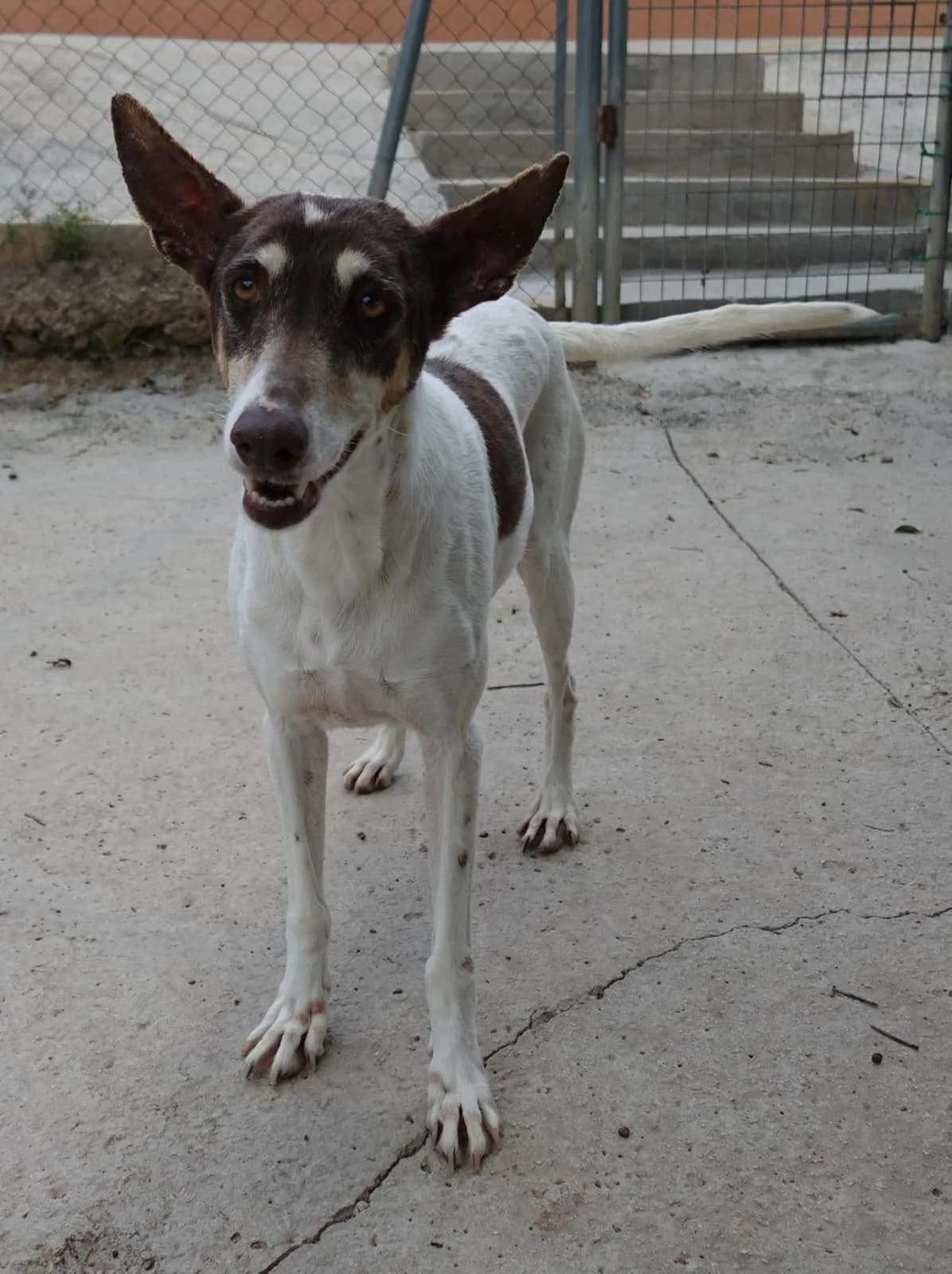 Adela, female 3yo Podenco for adoption at Protectora Malaga, Málaga