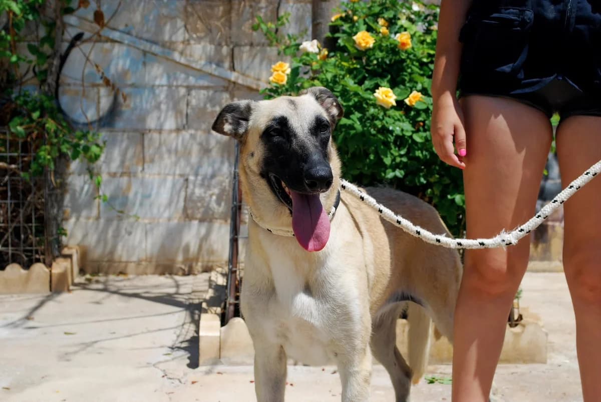 DAFNE, female Mixed Breed for adoption at Protectora Malaga, Málaga