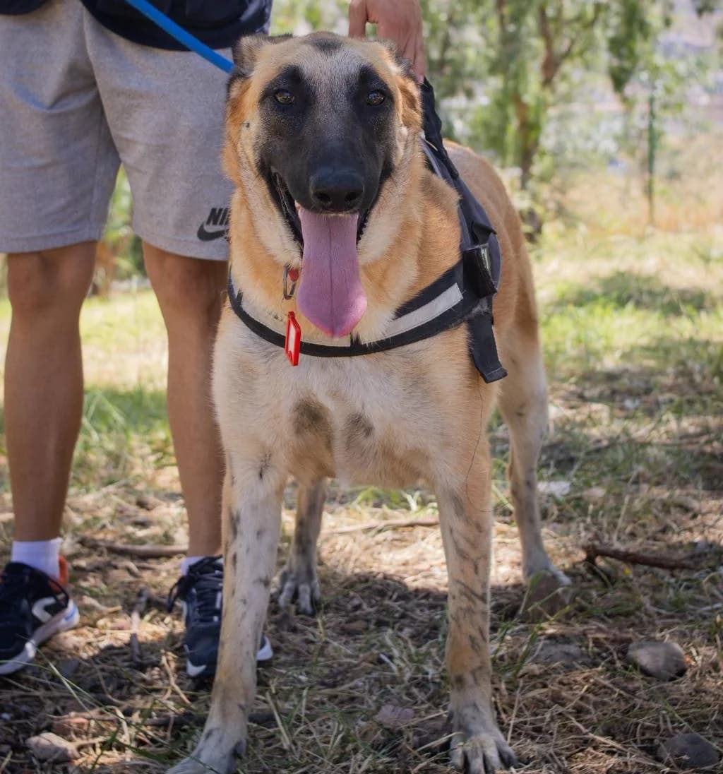 VILMA, female Mixed Breed for adoption at Protectora Malaga, Málaga