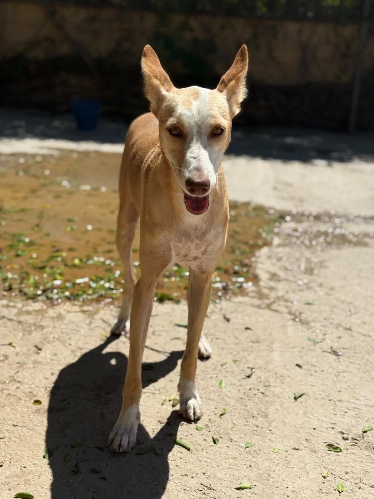 Chuche, male Podenco for adoption at Protectora Malaga, Málaga