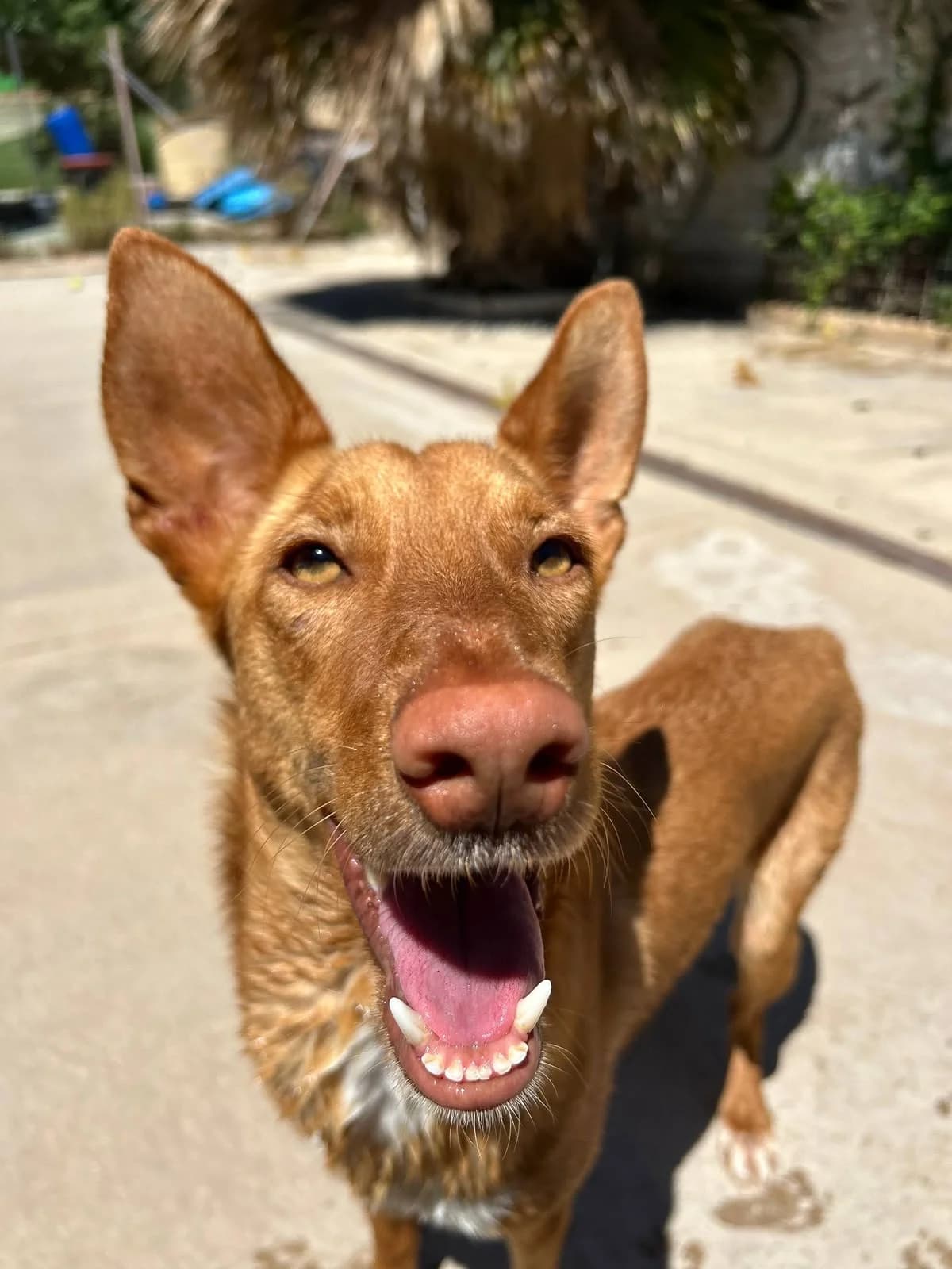 COJITO, male Podenco for adoption at Protectora Malaga, Málaga