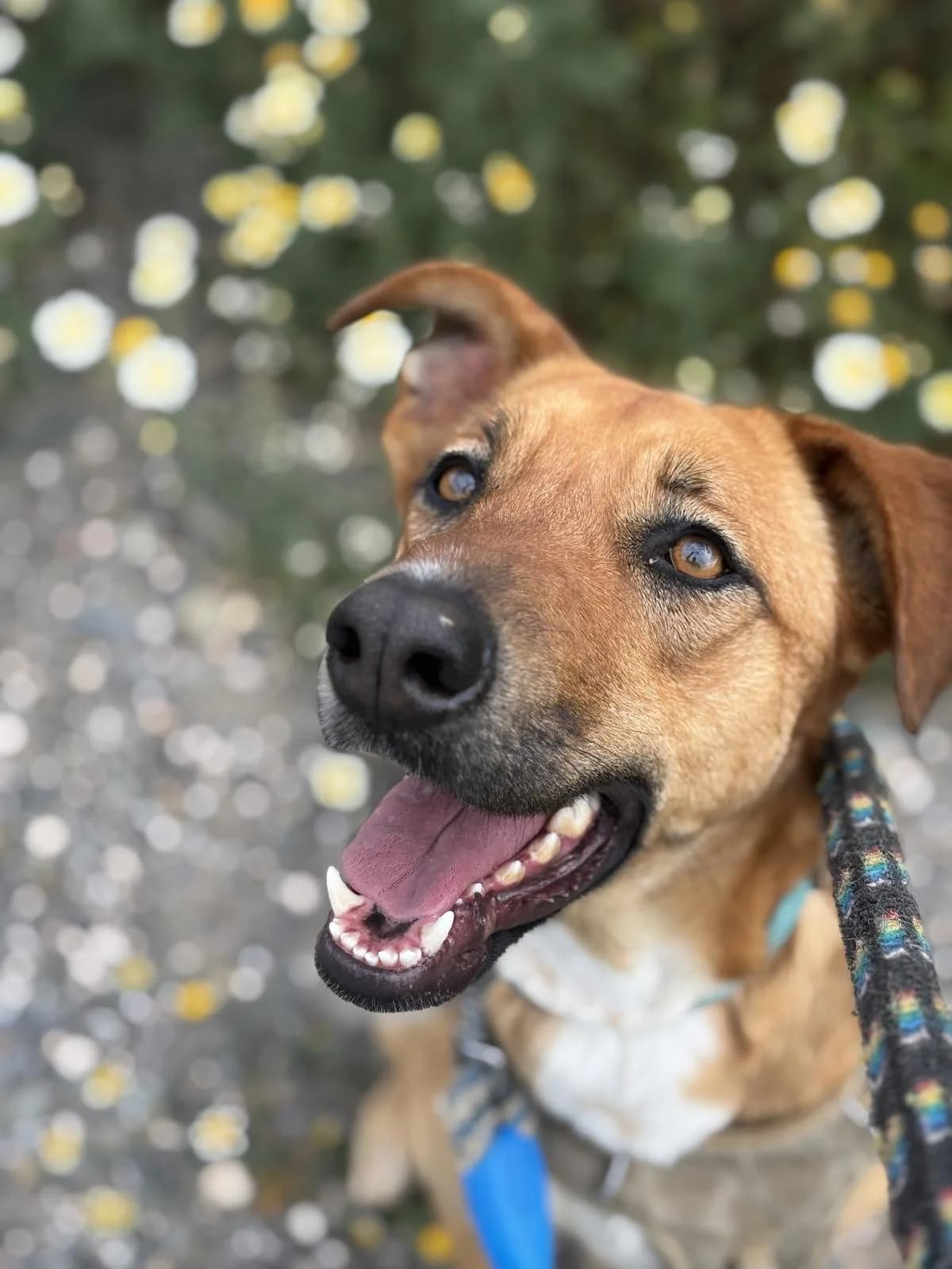 Azahara, female puppy Mixed Breed for adoption at Protectora Malaga, Málaga