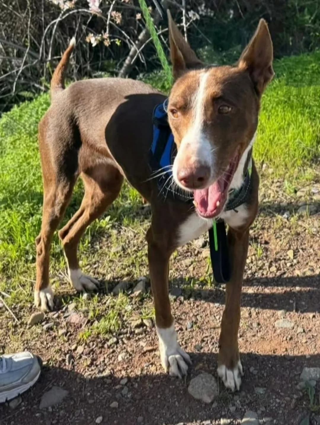Blanca Suarez, female Podenco for adoption at Protectora Malaga, Málaga