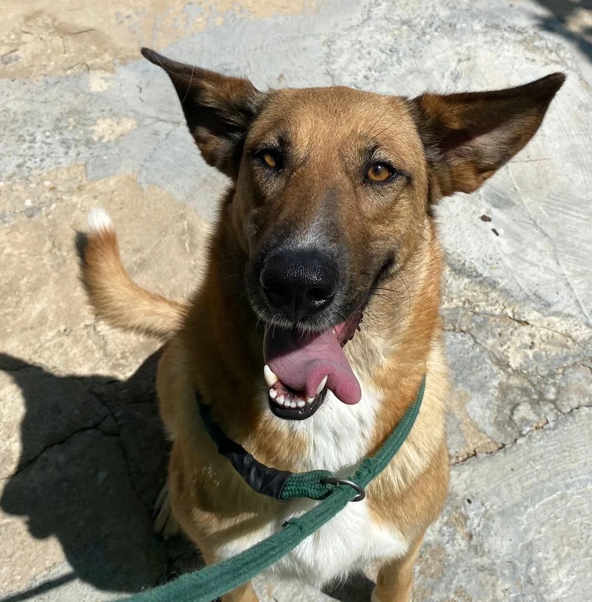 Luna, female Mixed Breed for adoption at Protectora Malaga, Málaga