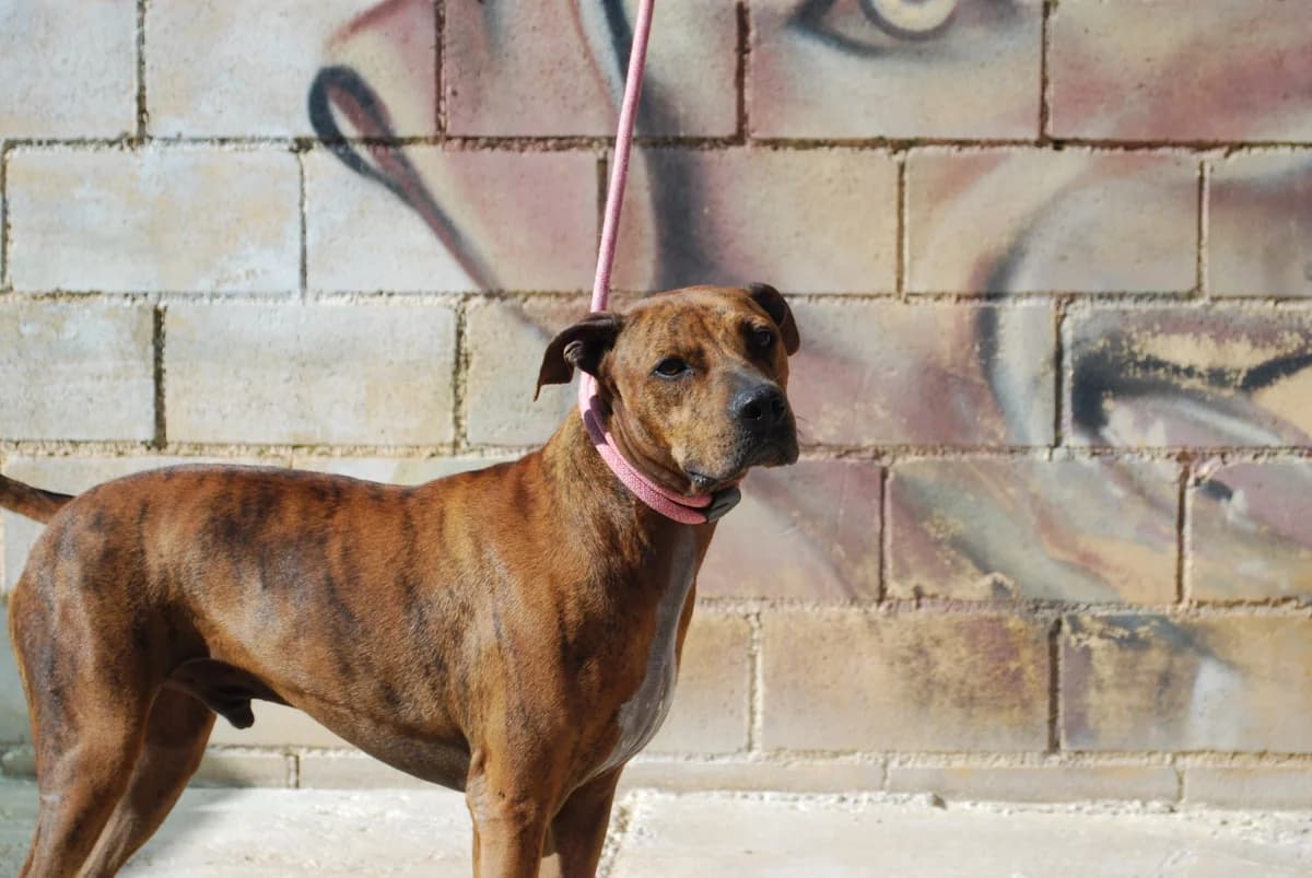 Gizmo, male mixed breed for adoption at Protectora Malaga, Málaga