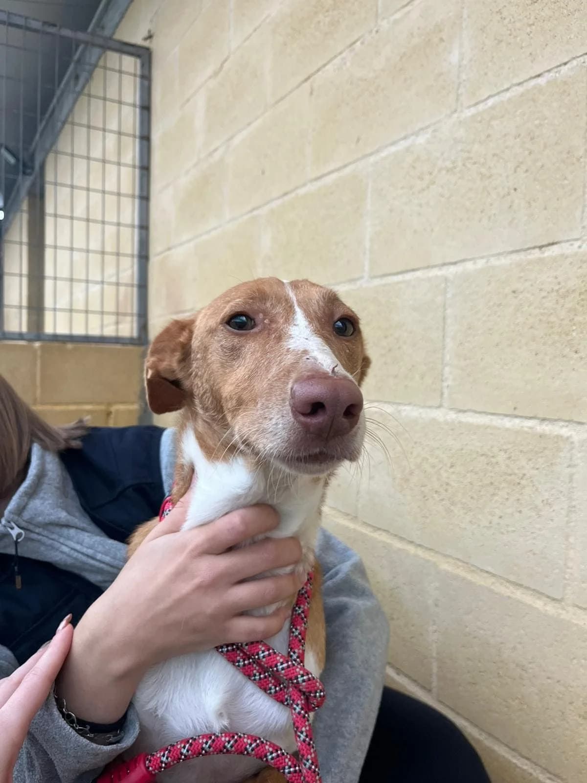 Fito, male Podenco for adoption at Protectora Malaga, Málaga