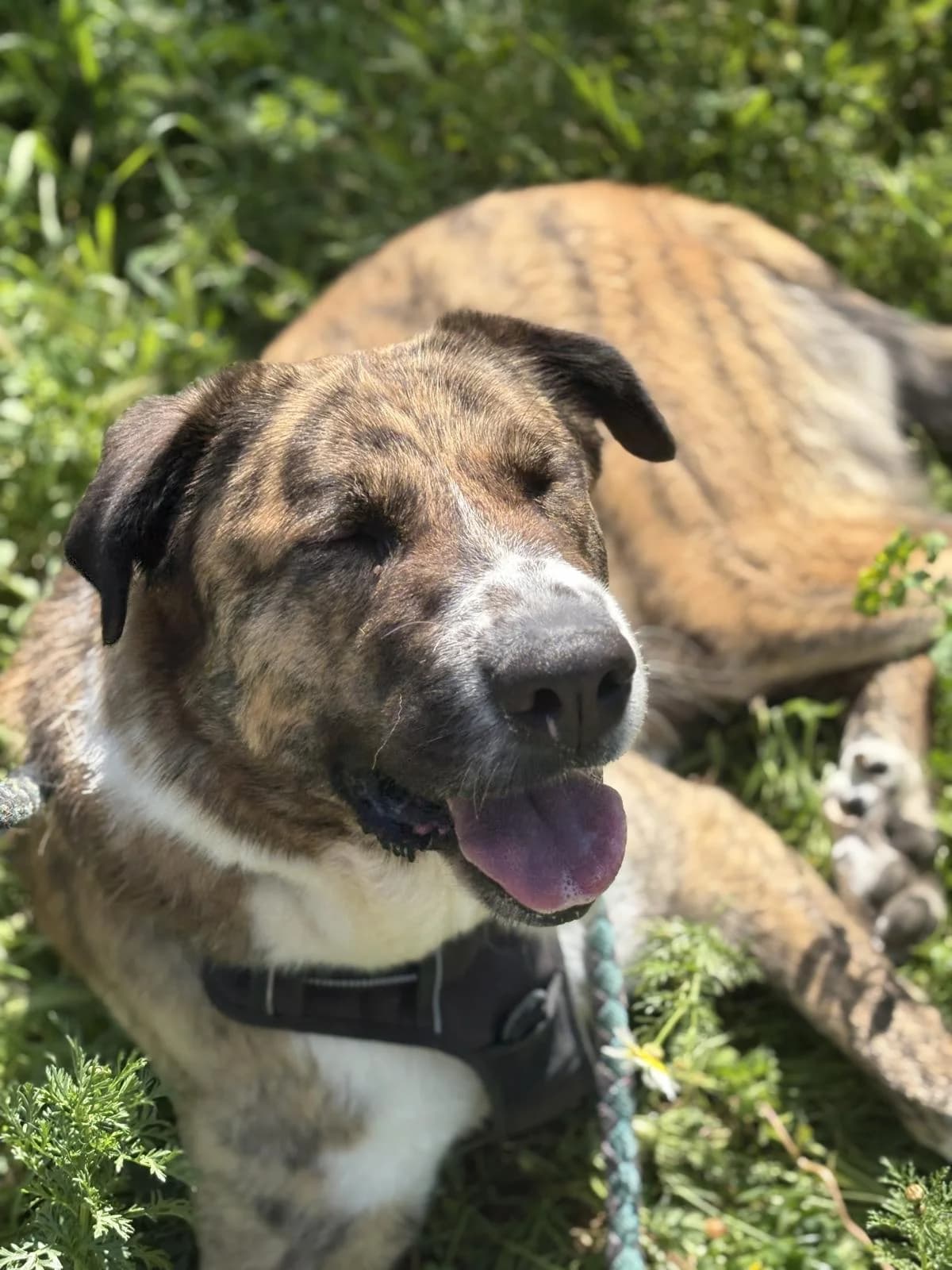 Faraona, female mixed breed for adoption at Protectora Malaga, Málaga