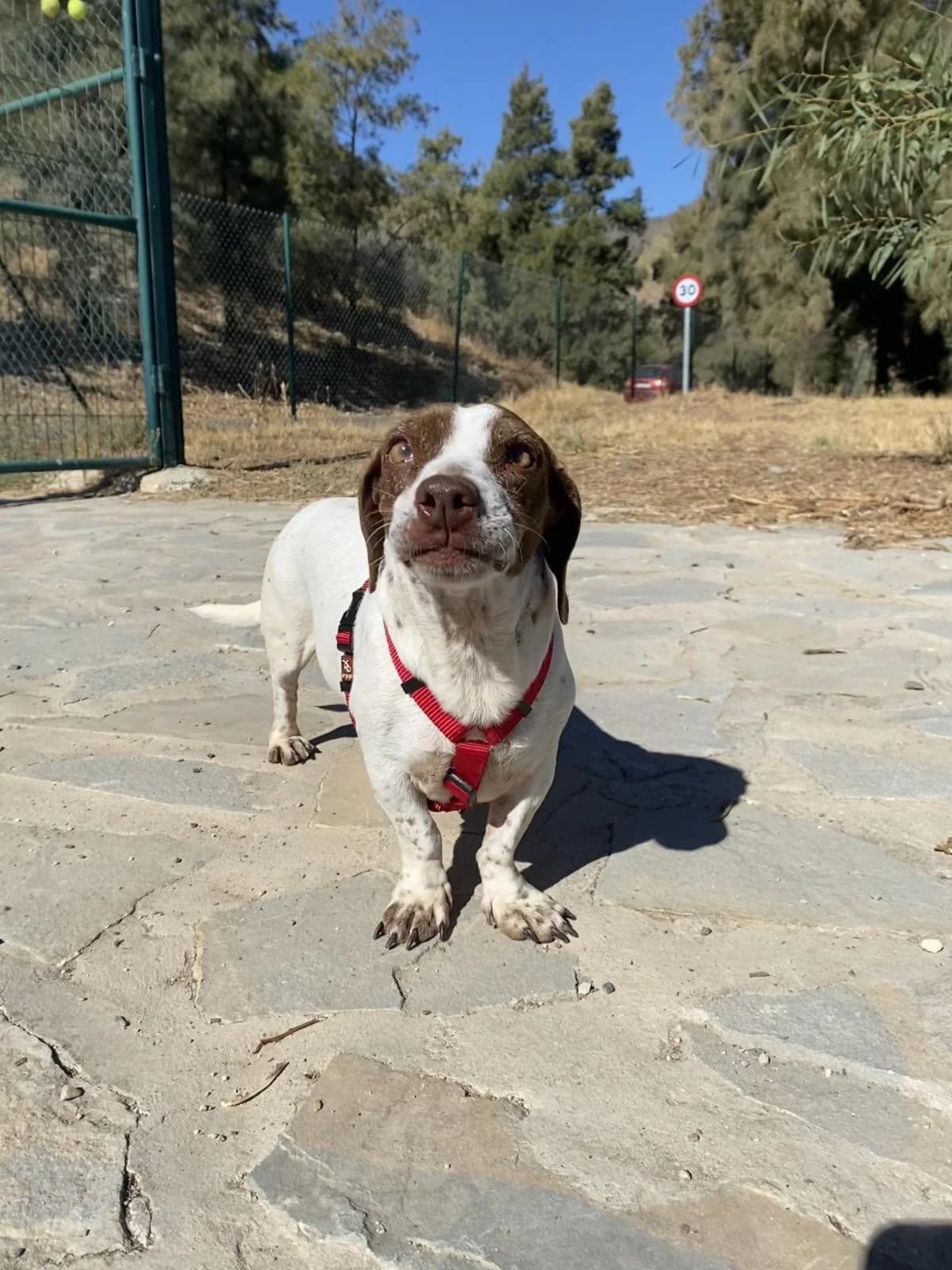 Cartojal, brown male Mixed Breed for adoption at Protectora Malaga, Málaga