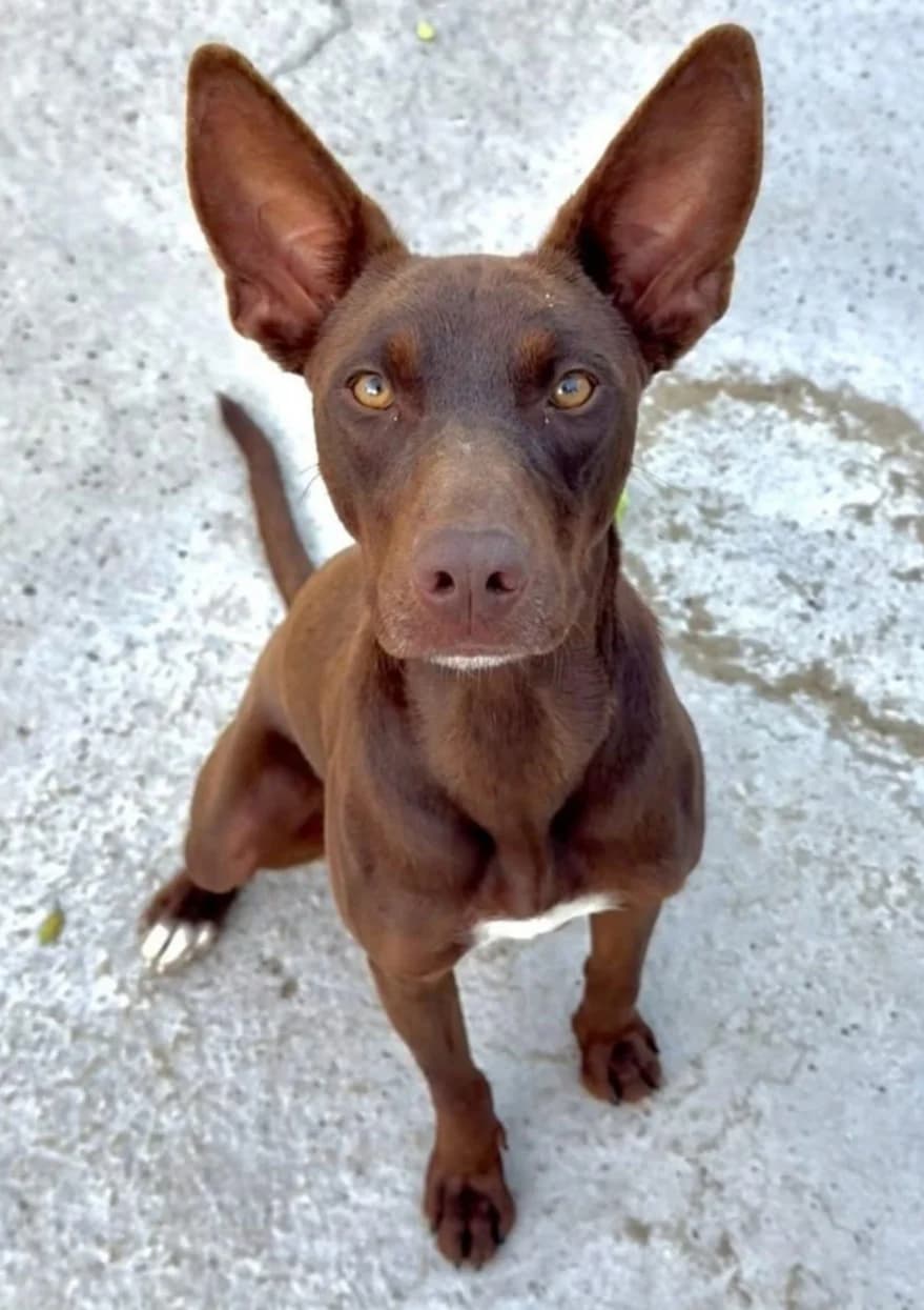 Brownie, male puppy Podenco for adoption at Protectora Malaga, Málaga