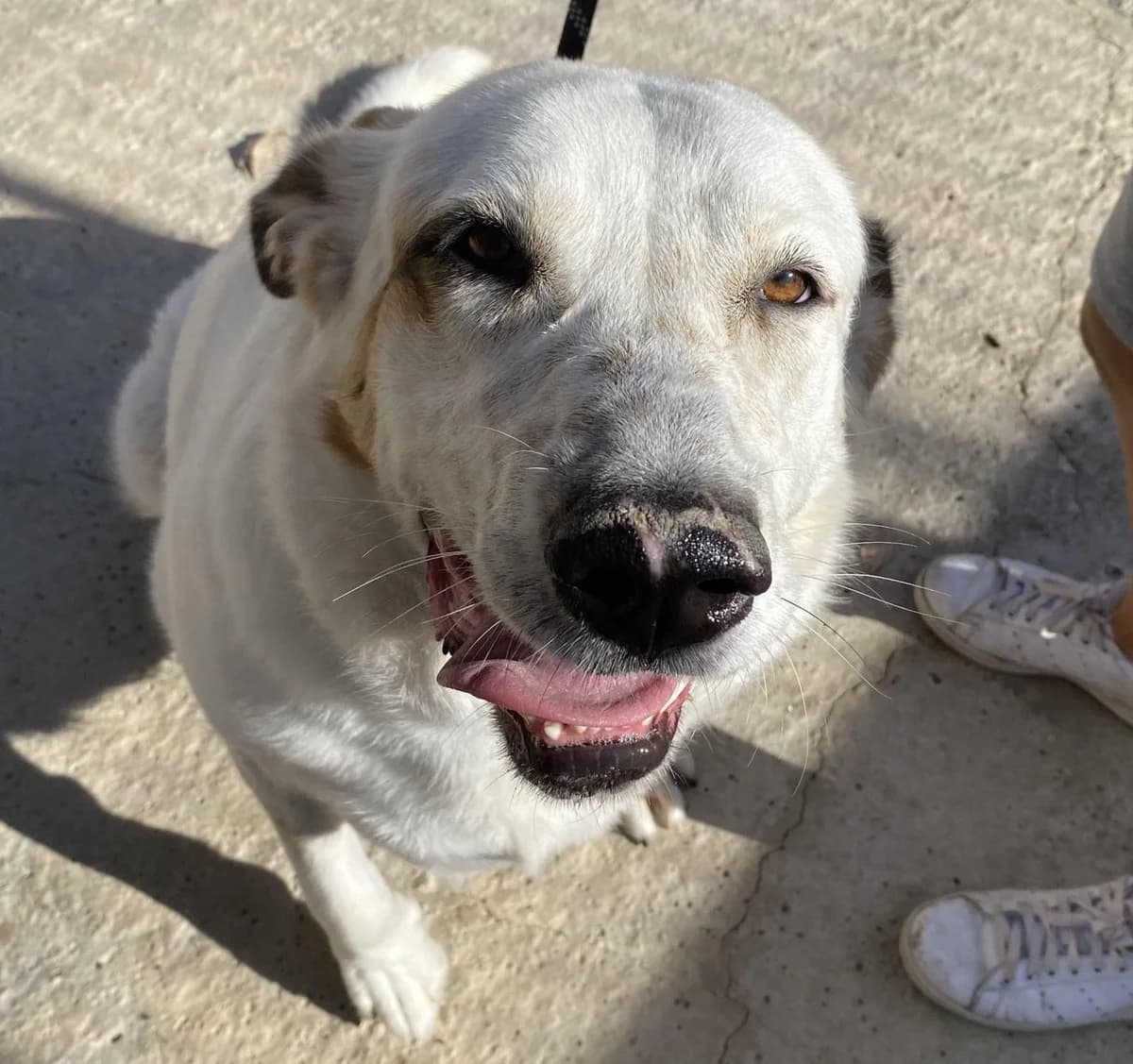 Laika, female mixed breed for adoption at Protectora Malaga, Málaga