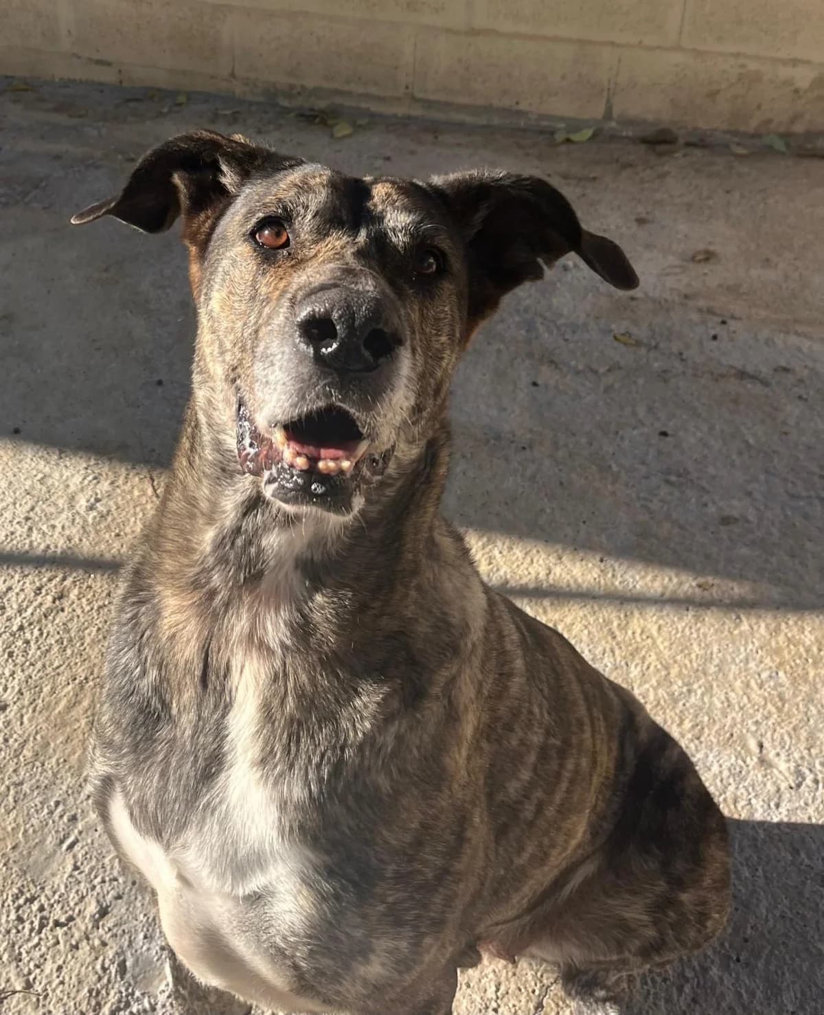 Kalea, female mixed breed for adoption at Protectora Malaga, Málaga