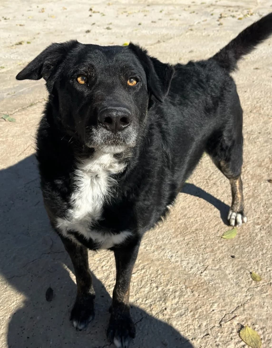 Rex, male Labrador Retriever for adoption at Protectora Malaga, Málaga