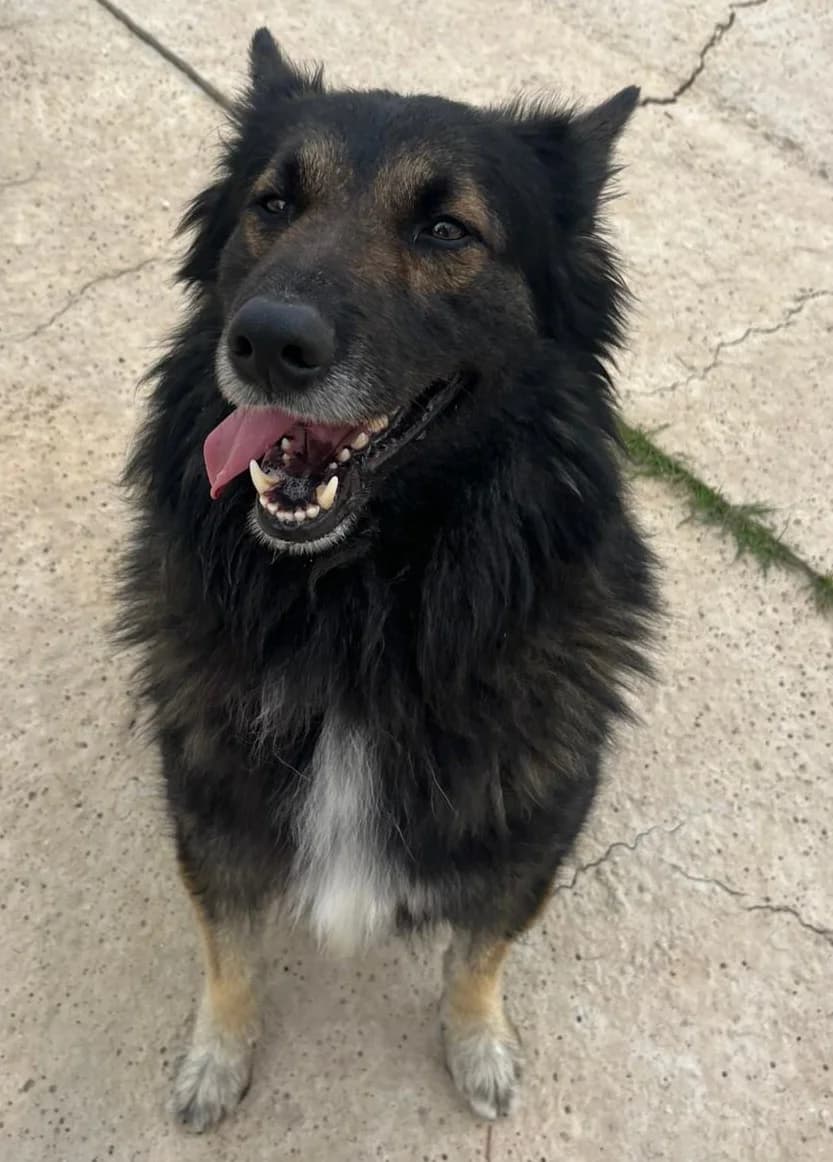 Shadow, male Belgian Malinois for adoption at Protectora Malaga, Málaga