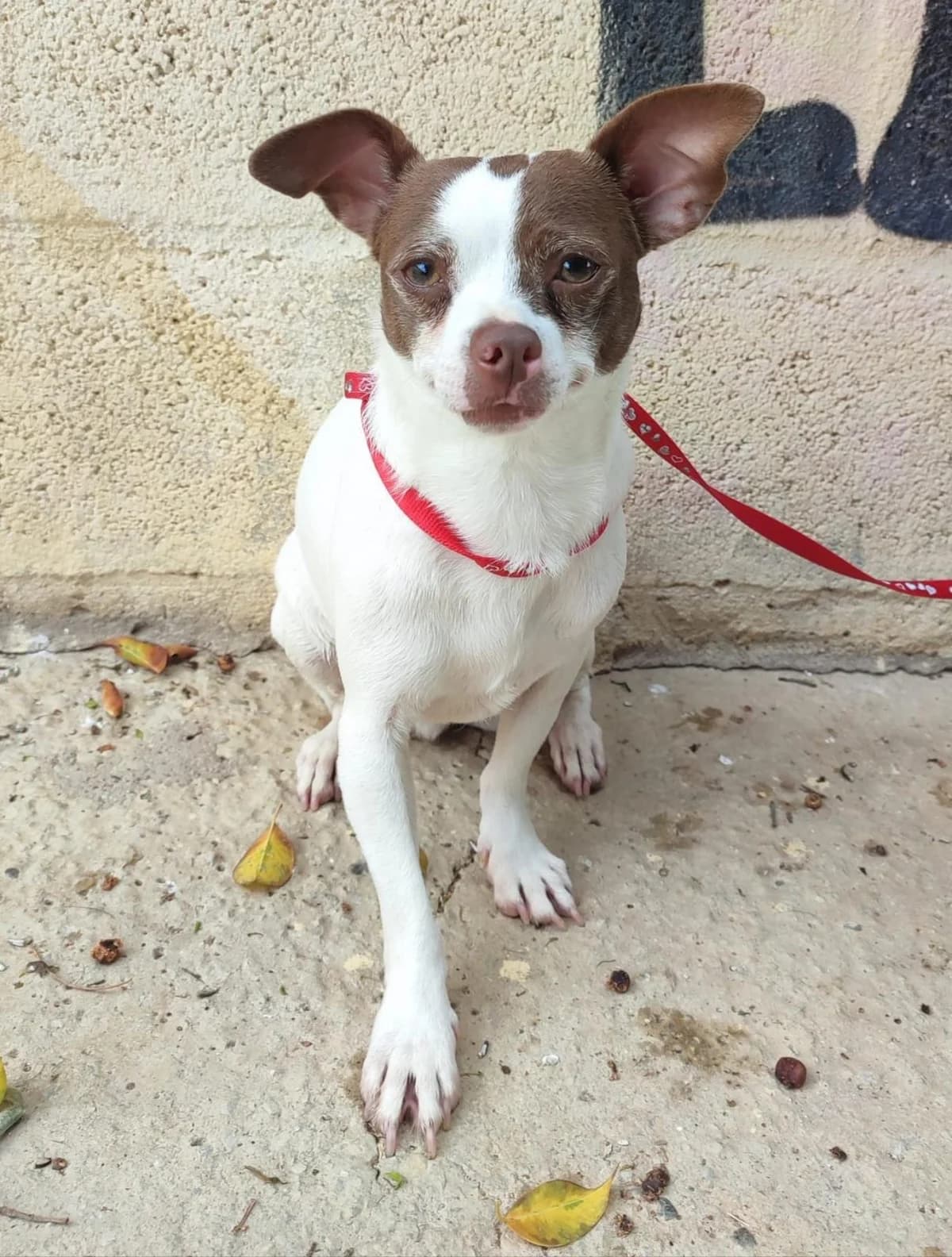 Pirata, male Chihuahua for adoption at Protectora Malaga, Málaga