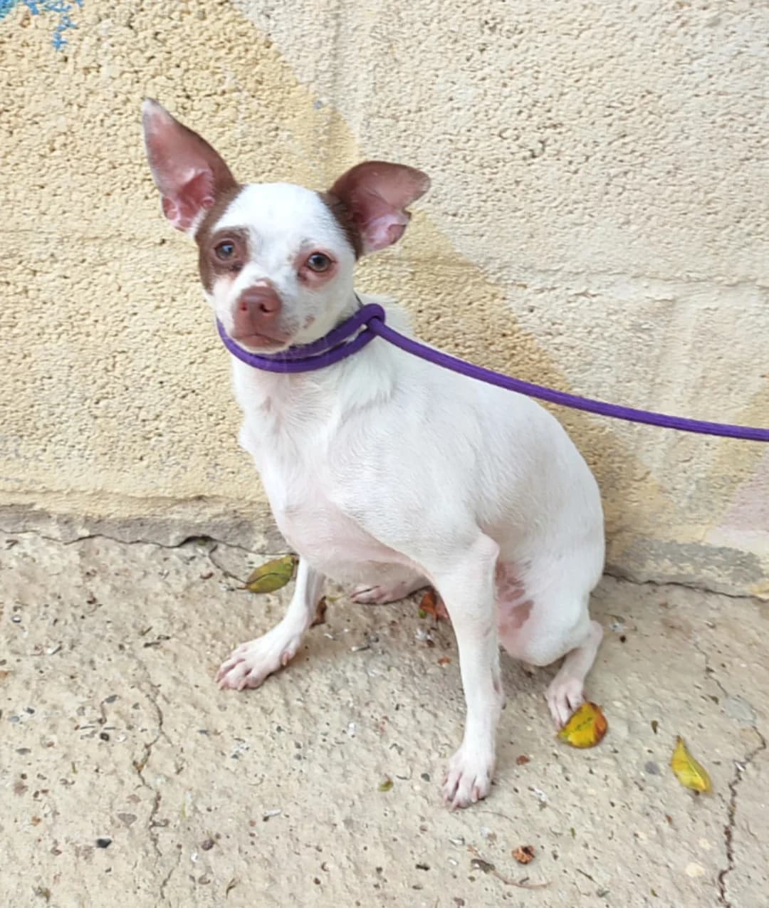 Jack, male Chihuahua for adoption at Protectora Malaga, Málaga