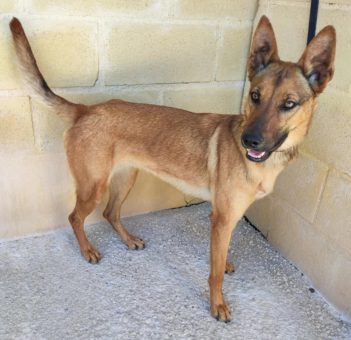 Cassy, female Mixed Breed for adoption at Protectora Malaga, Málaga