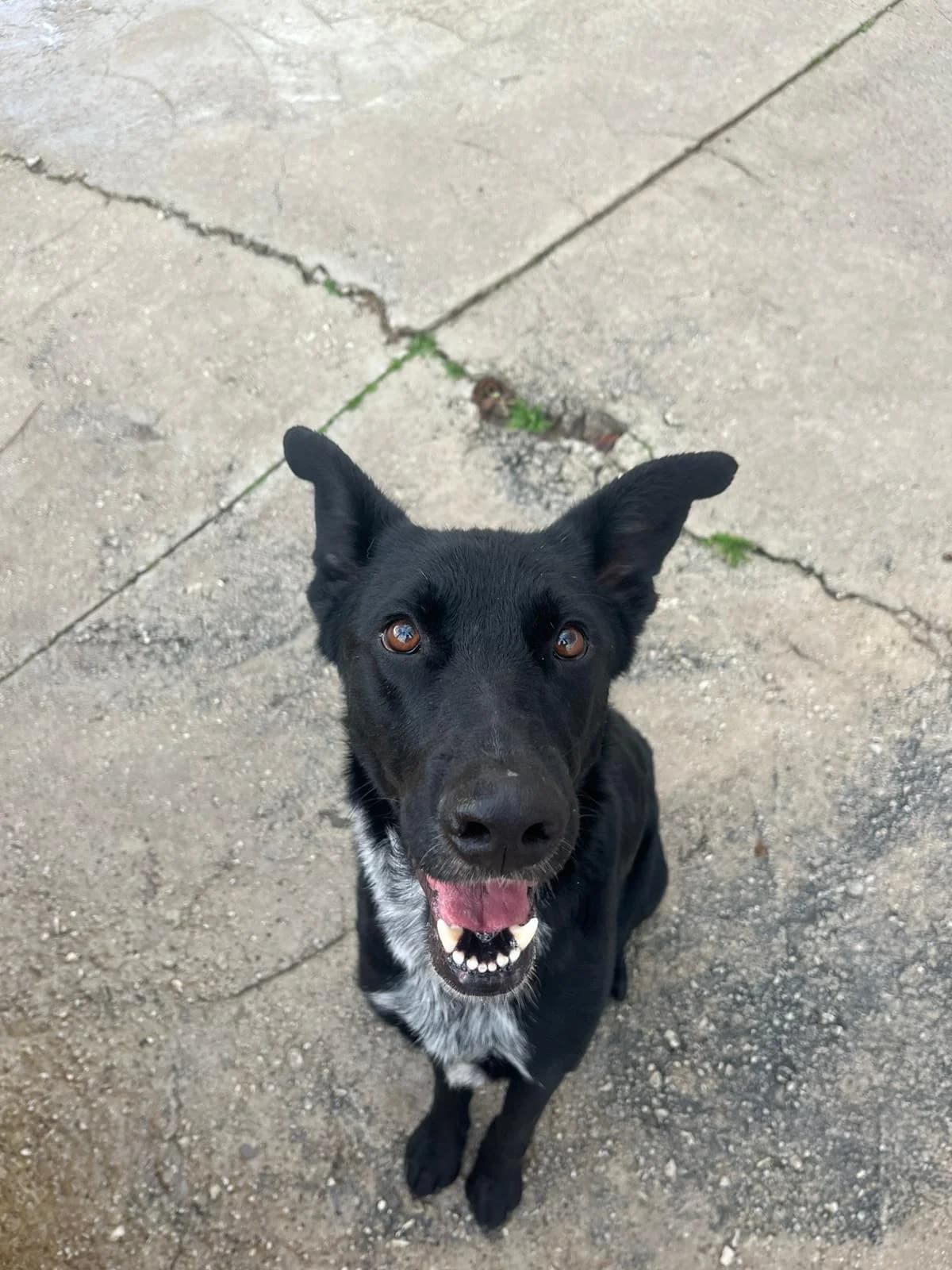Roly, male mixed breed for adoption at Protectora Malaga, Málaga