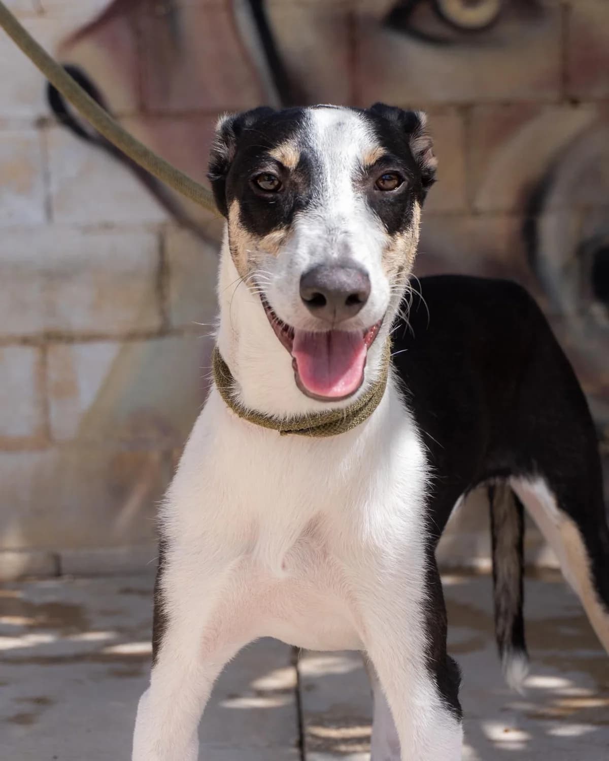 ROSCO, male Podenco for adoption at Protectora Malaga, Málaga