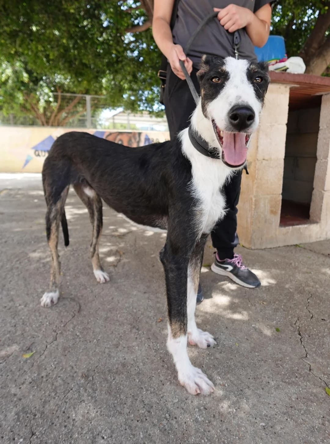 Agapito, male Mixed Breed for adoption at Protectora Malaga, Málaga