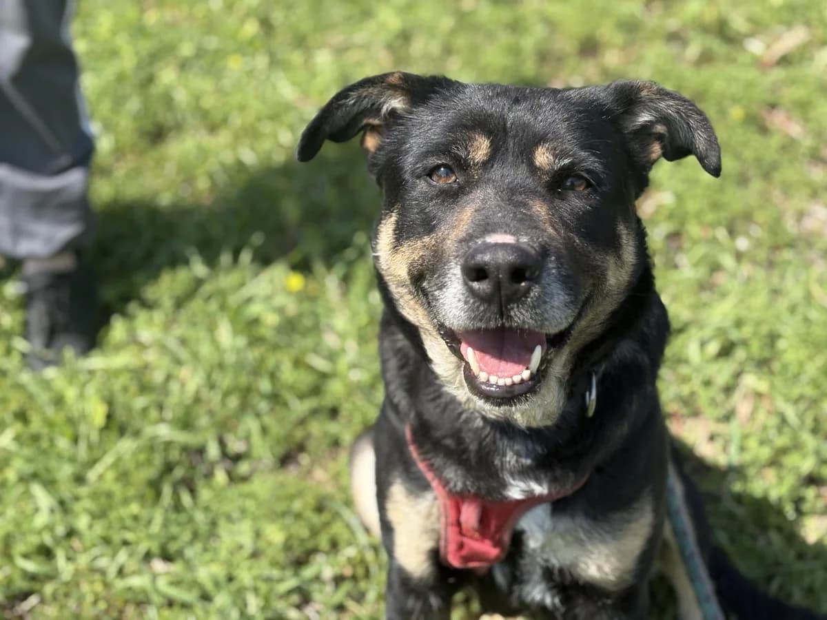 Salma, female mixed breed for adoption at Protectora Malaga, Málaga
