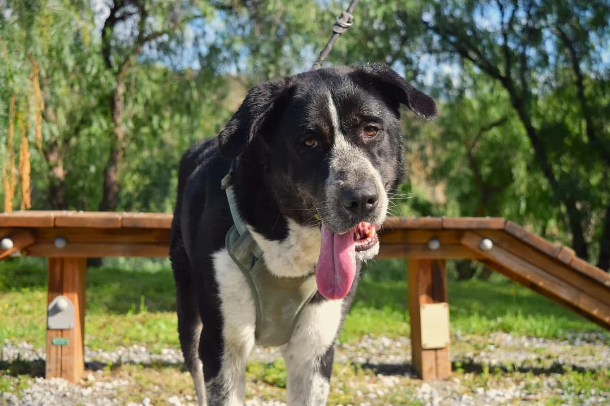 Riley, female mixed breed for adoption at Protectora Malaga, Málaga