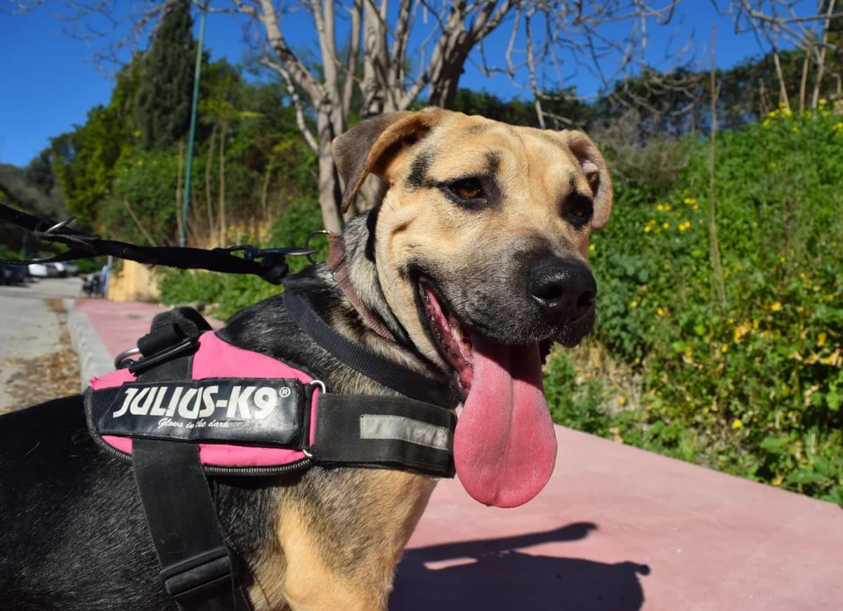 Ocho, female puppy Mixed Breed for adoption at Protectora Malaga, Málaga