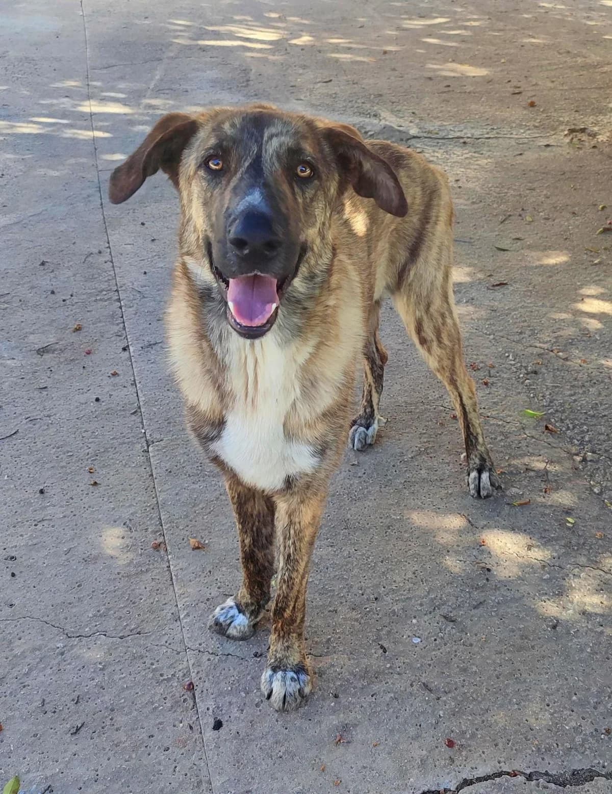 Miranda, brindle female Belgian Malinois for adoption at Protectora Malaga, Málaga